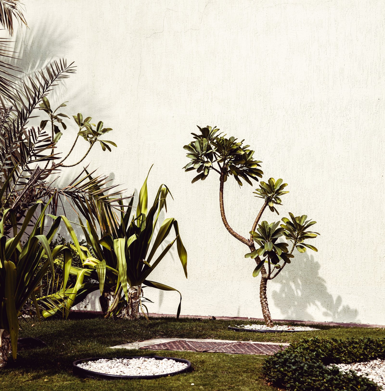 Small Trees for Home Gardens: How to Choose and Care for Them - Home & Garden