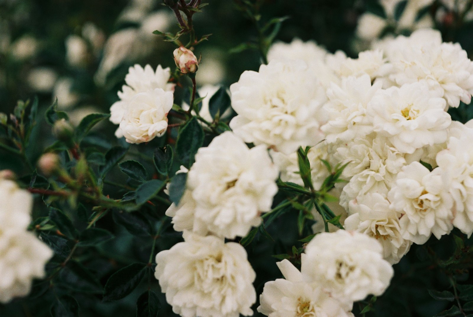 How to Create a Beautiful Garden From Scratch - supporting image 2