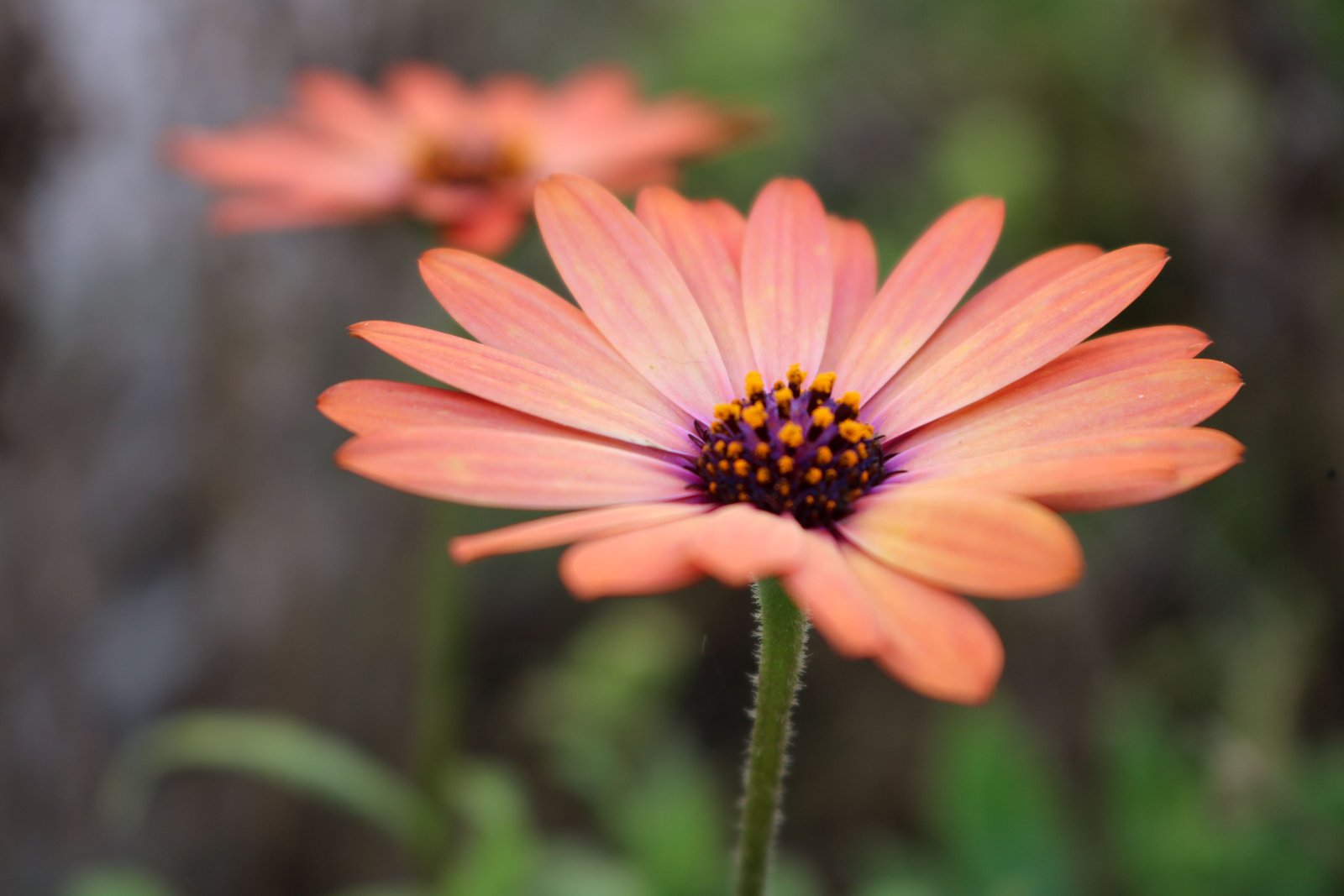How to Care for Garden Tools - supporting image 3