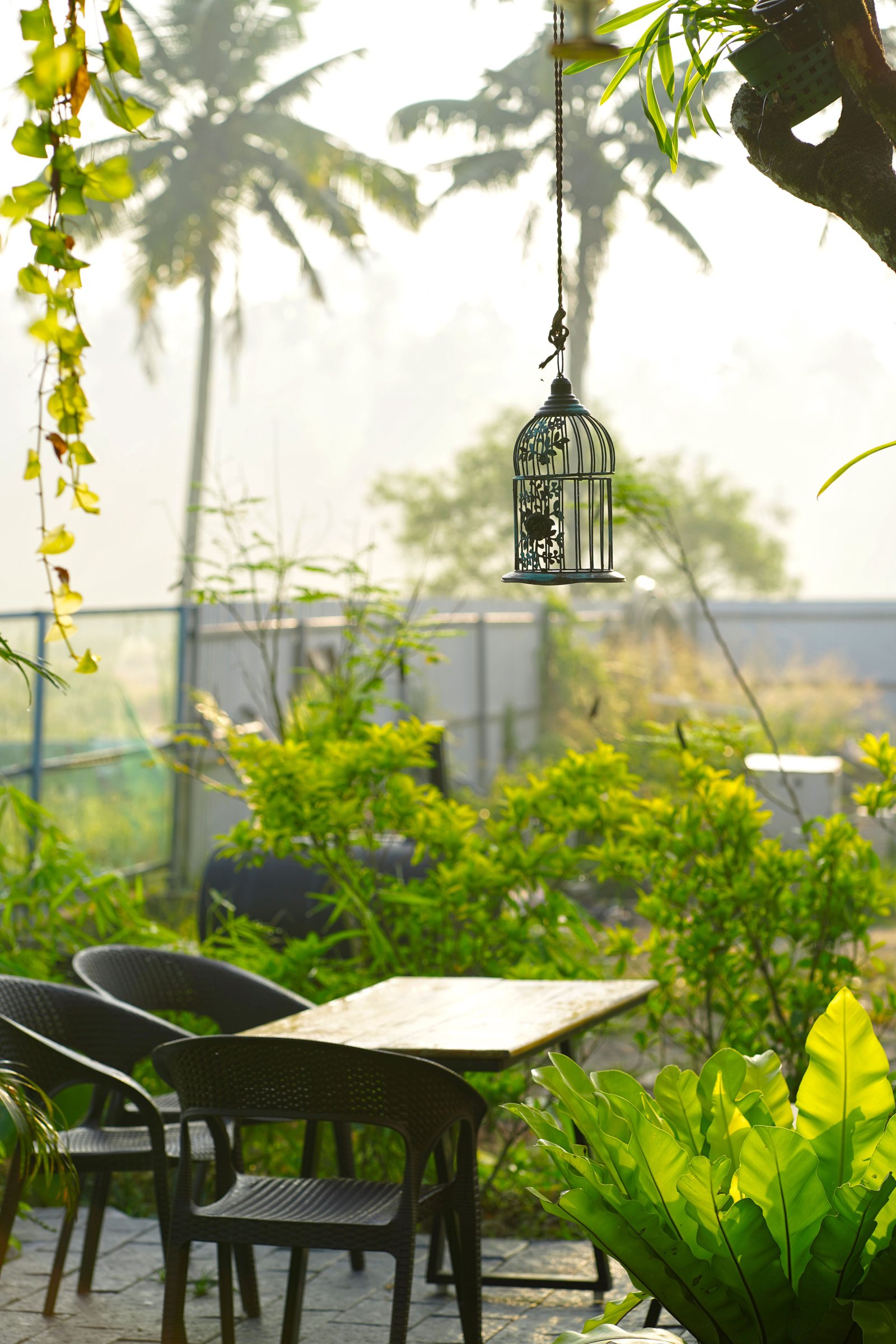 How to Care for Plants During Summer - supporting image 1