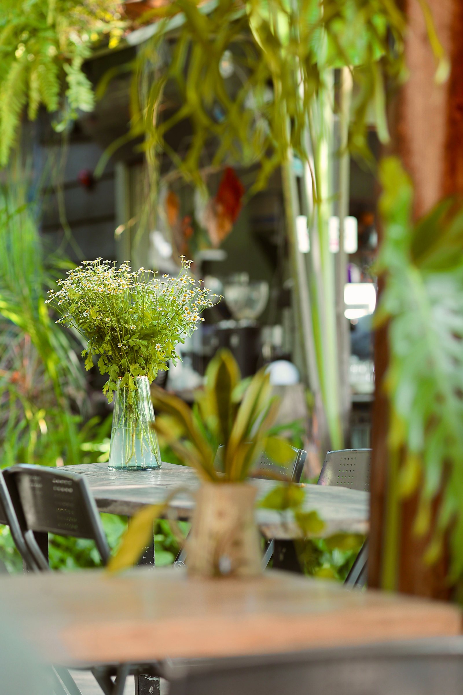 How to Care for Plants During Summer - supporting image 2