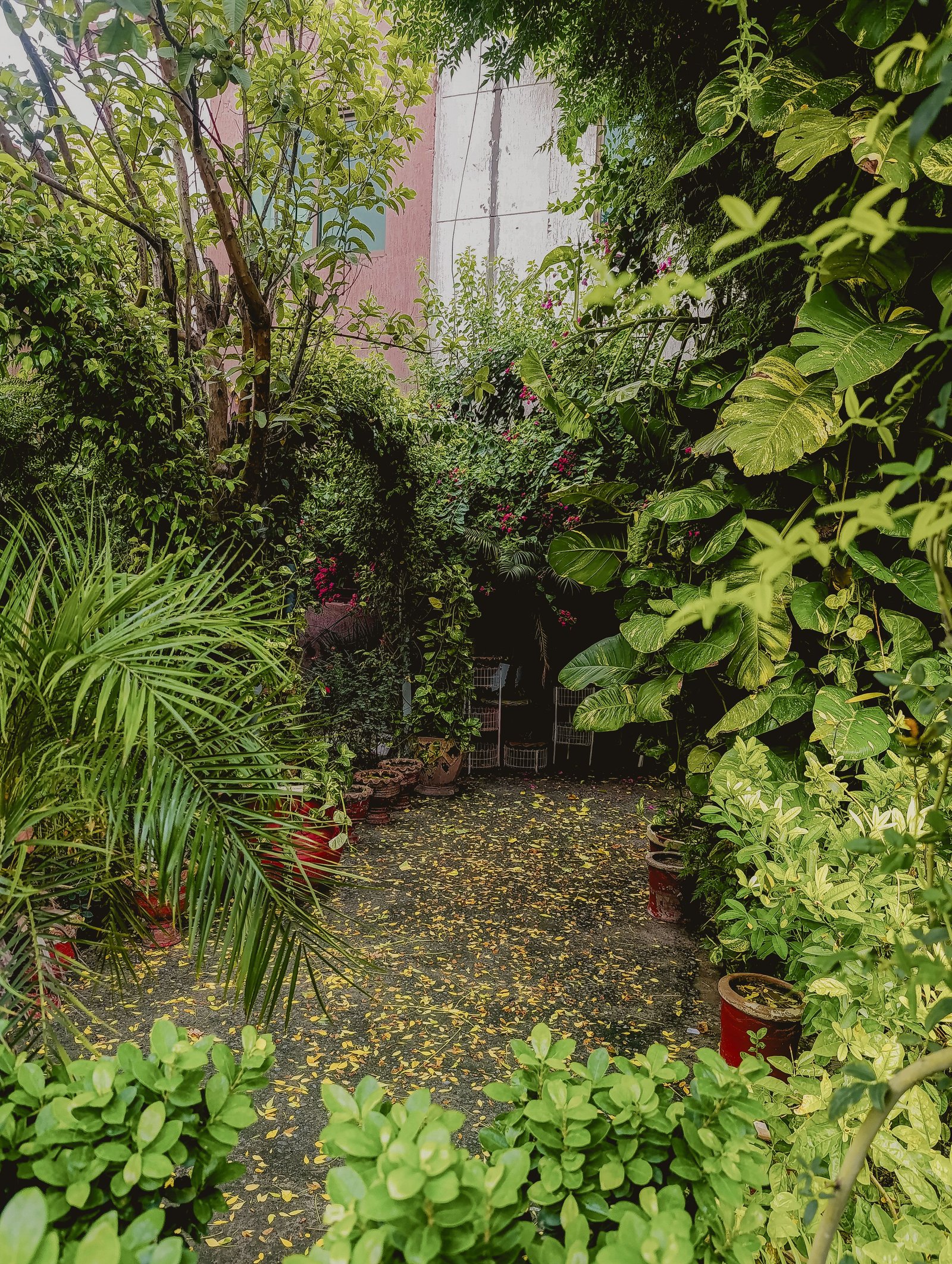 How to Choose the Right Pots for Each Type of Plant - Home & Garden