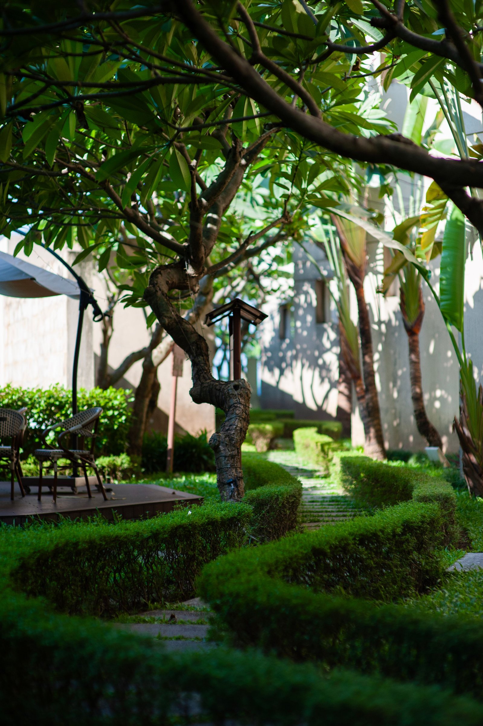 How to Choose Suitable Plants for Terraces - Home & Garden