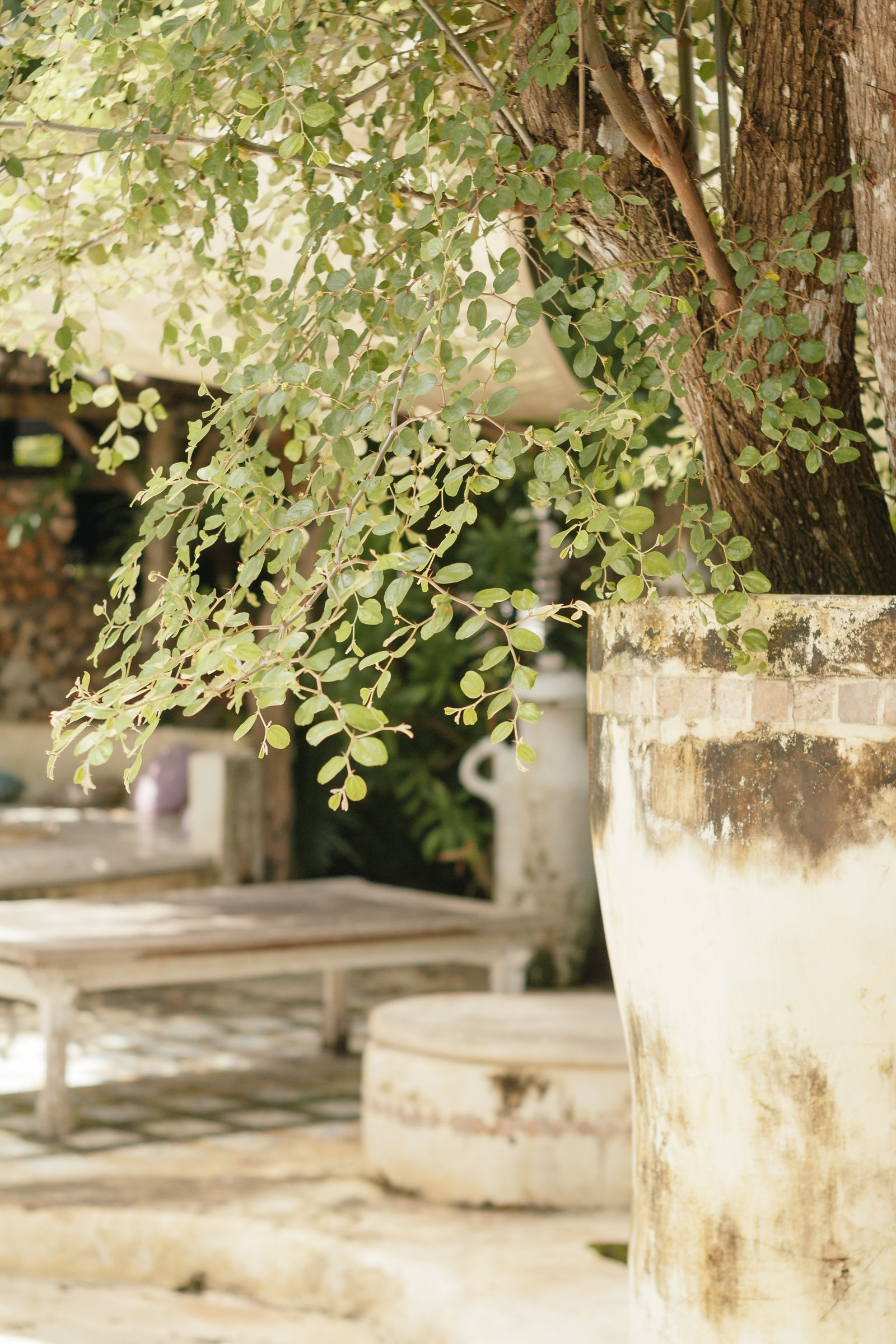 How to Improve Garden Drainage and Prevent Excess Water - supporting image 1