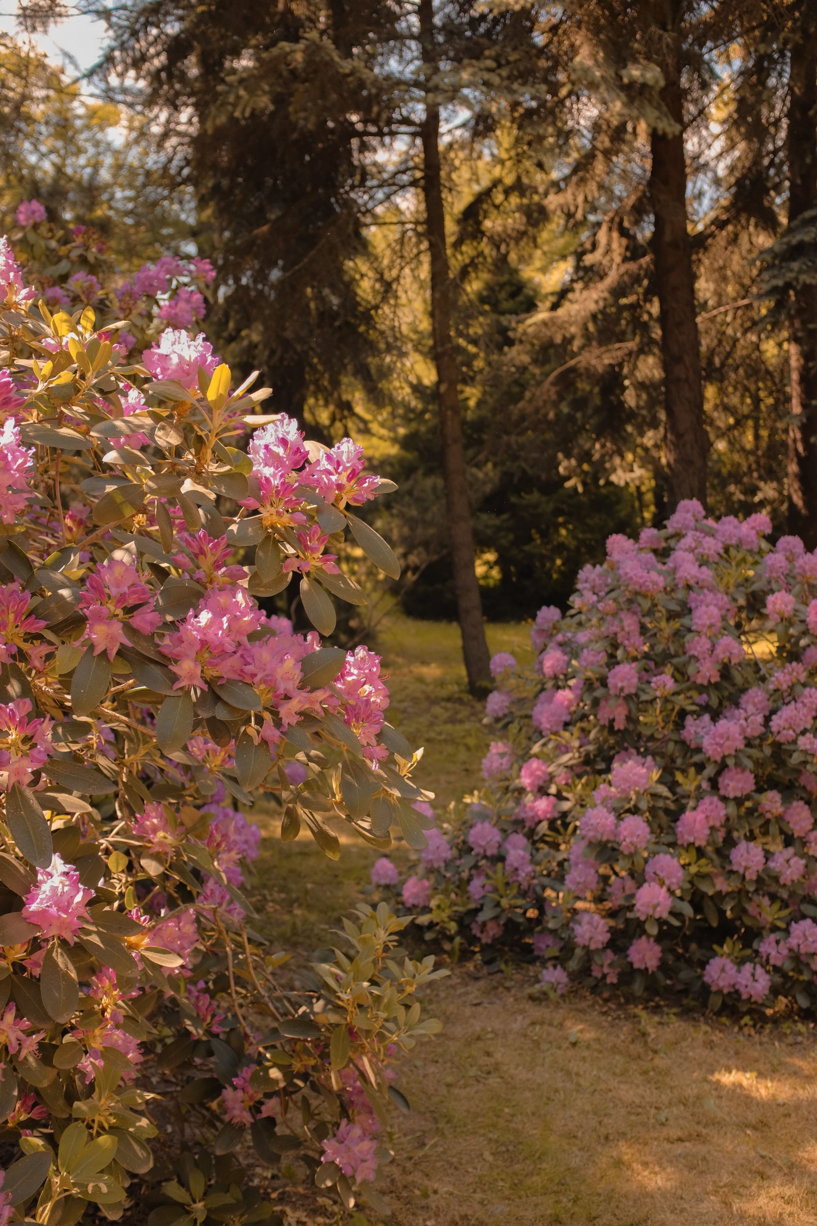 How to Improve Garden Drainage and Prevent Excess Water - supporting image 3