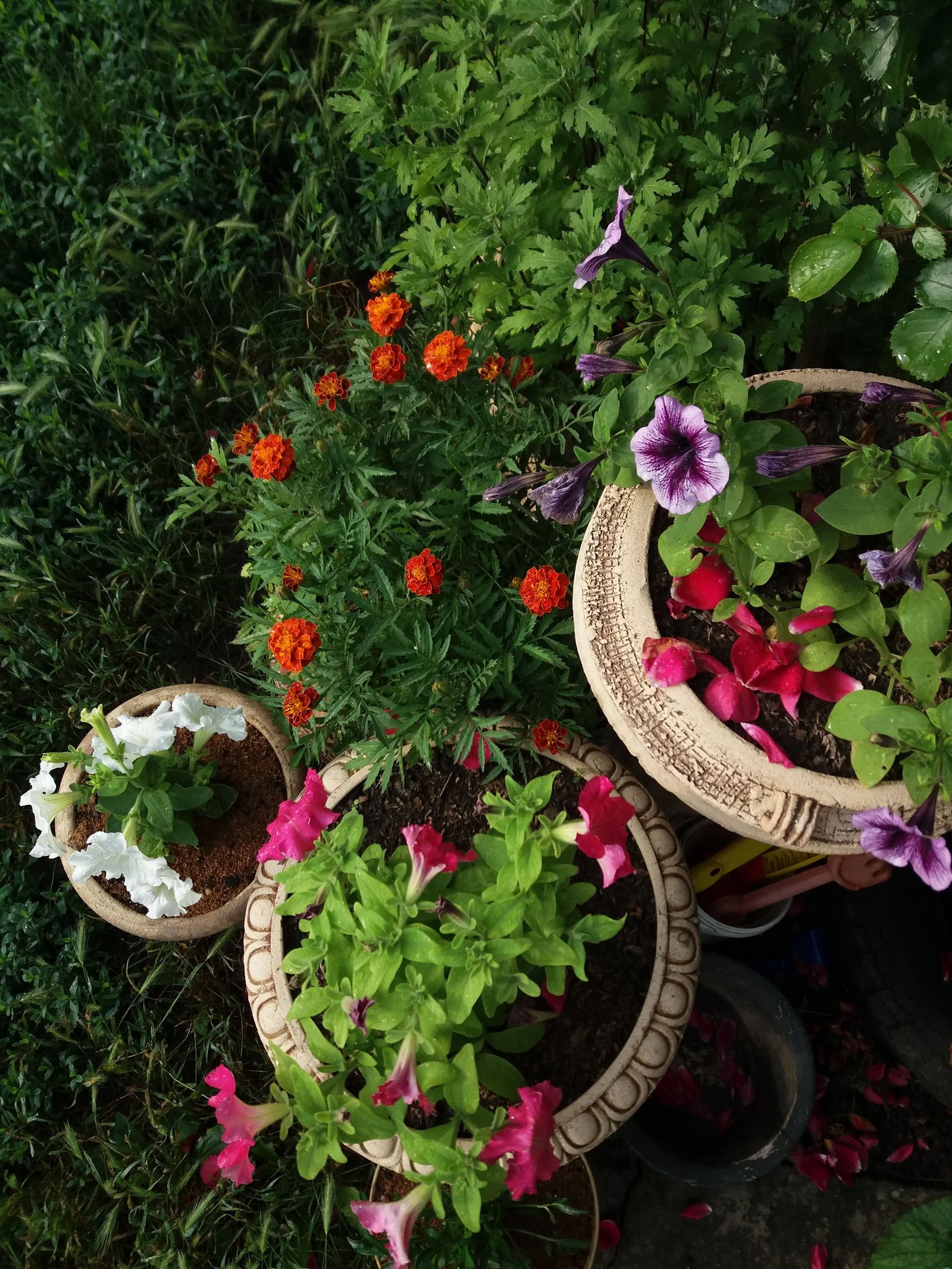 How to Improve Garden Privacy Without Losing Light or Space - supporting image 1