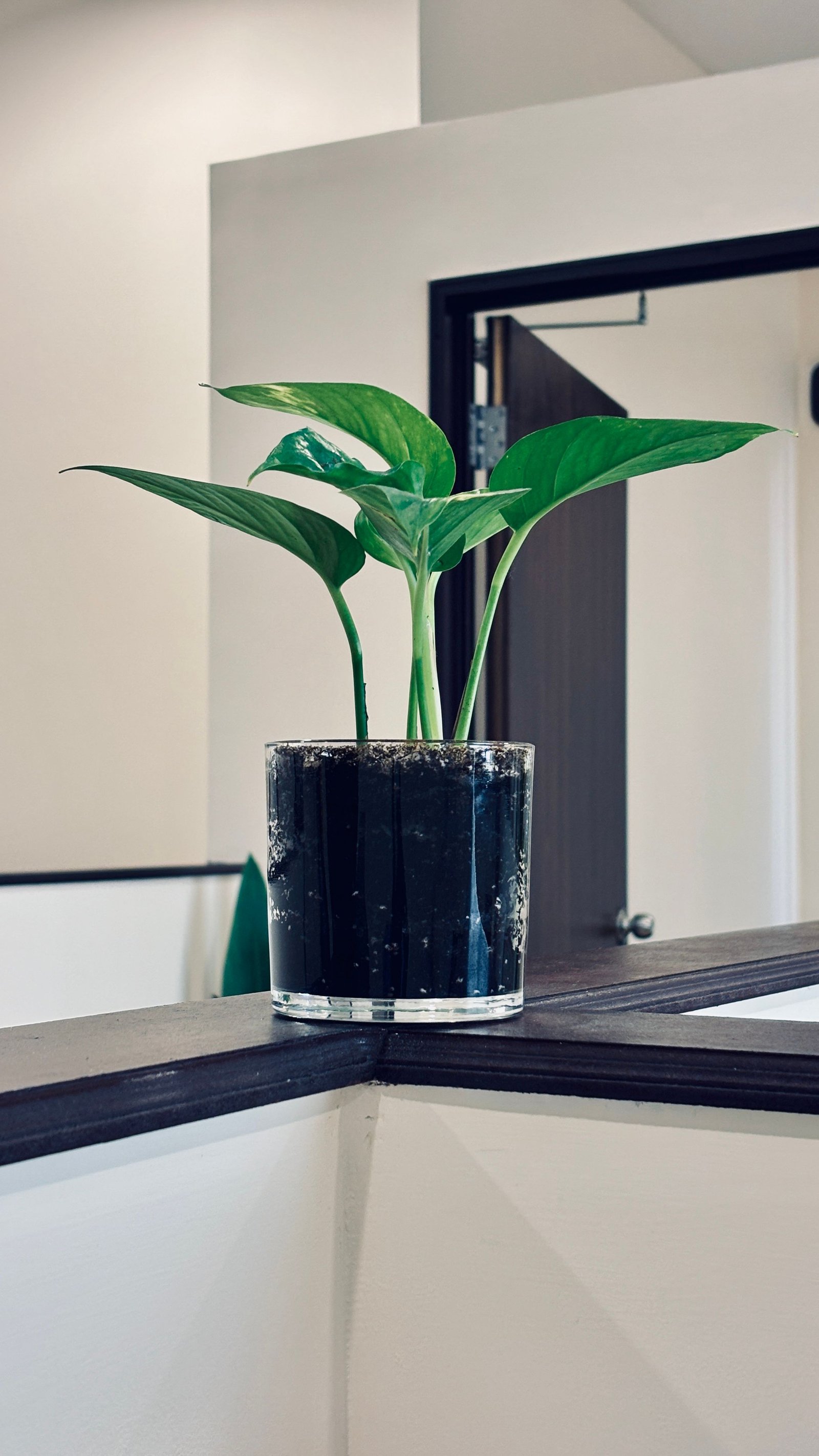 How to Create a Vertical Garden at Home and Make Better Use of Your Walls