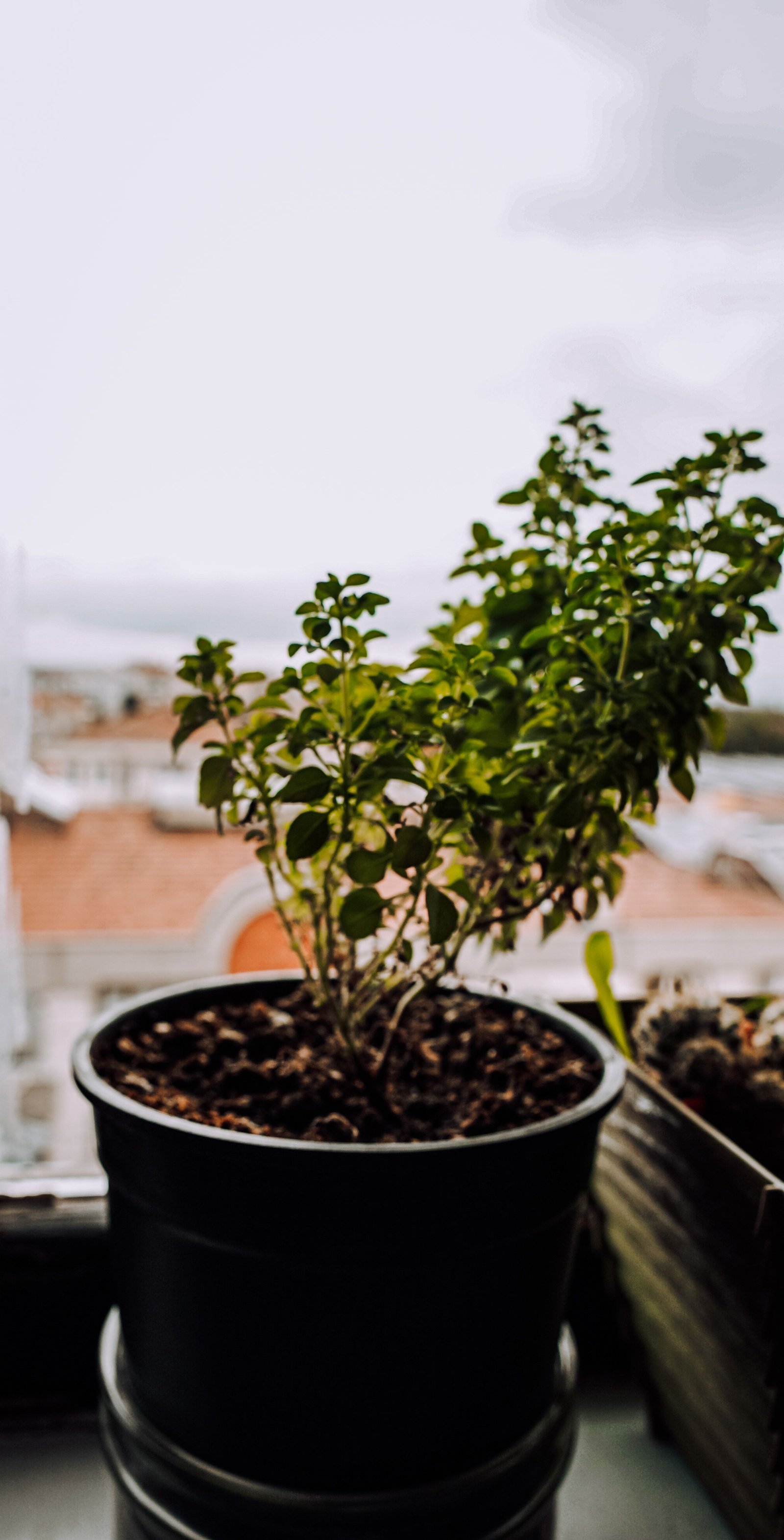How to Care for Garden Tools