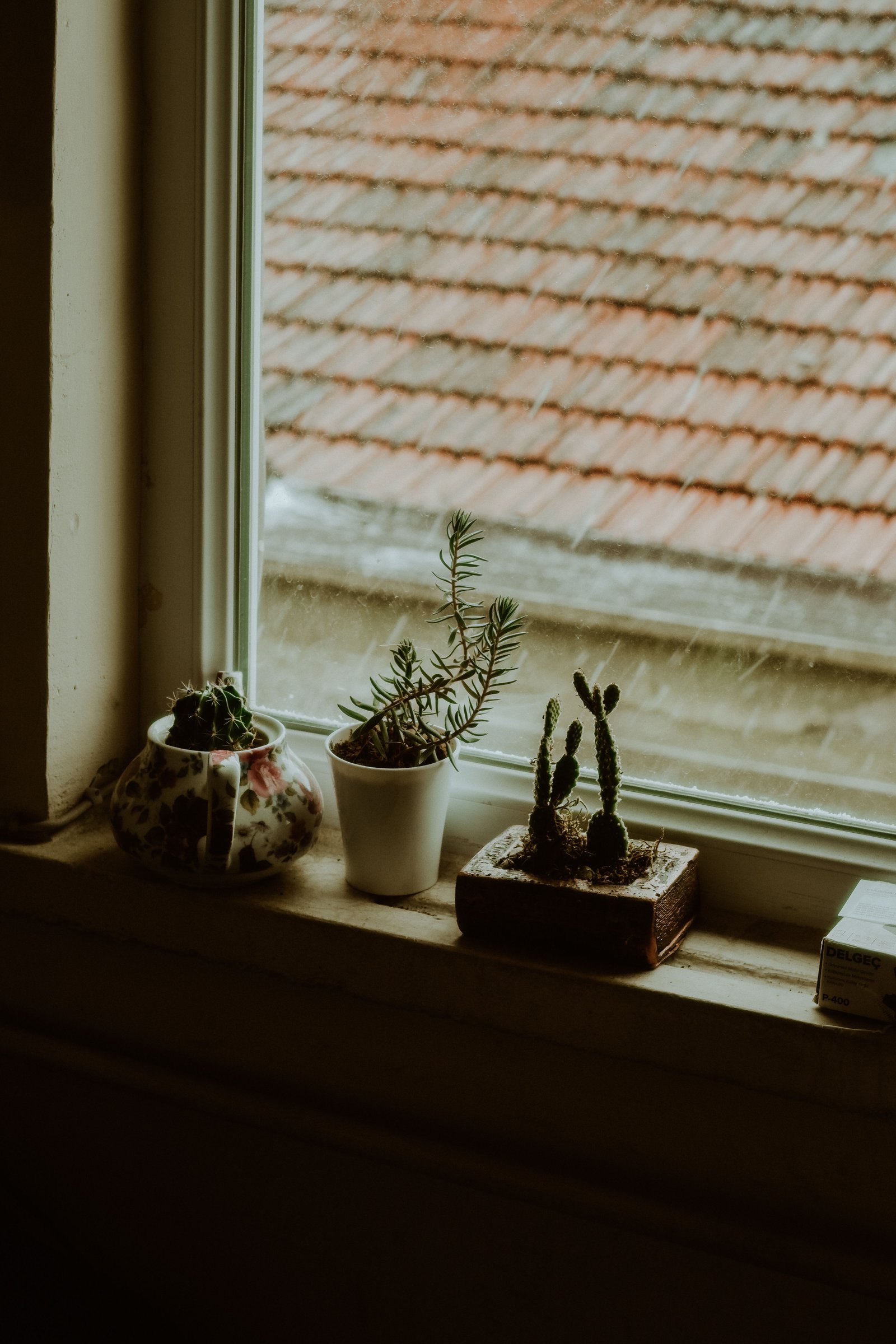 How to Care for Plants During Summer
