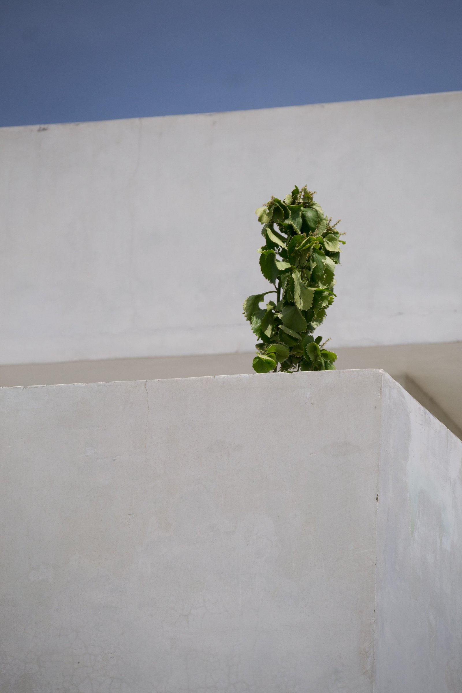 How to Integrate Plants Into Home Decor Without Overcrowding