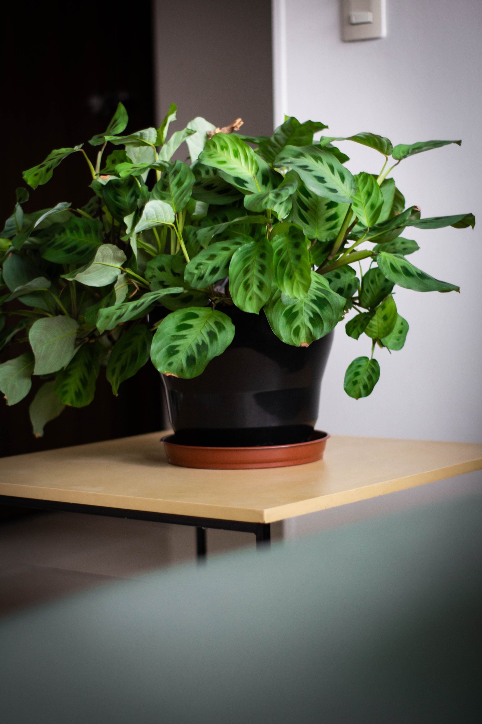 How to Clean and Care for Indoor Plants Correctly