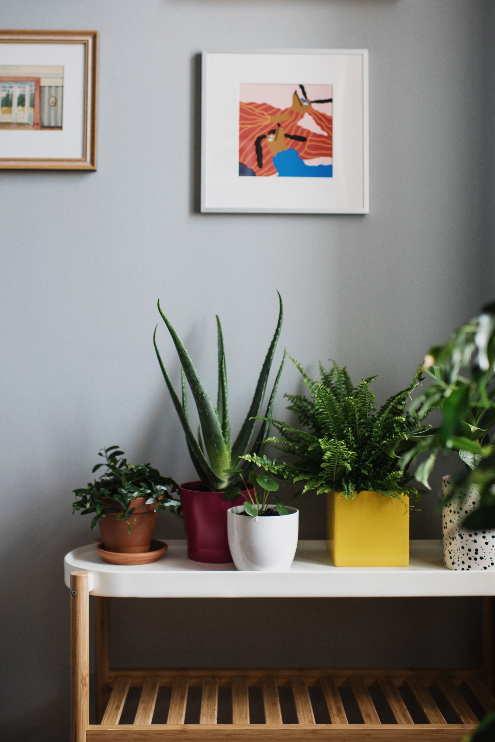 How to Prepare Soil for Planting and Improve Plant Growth