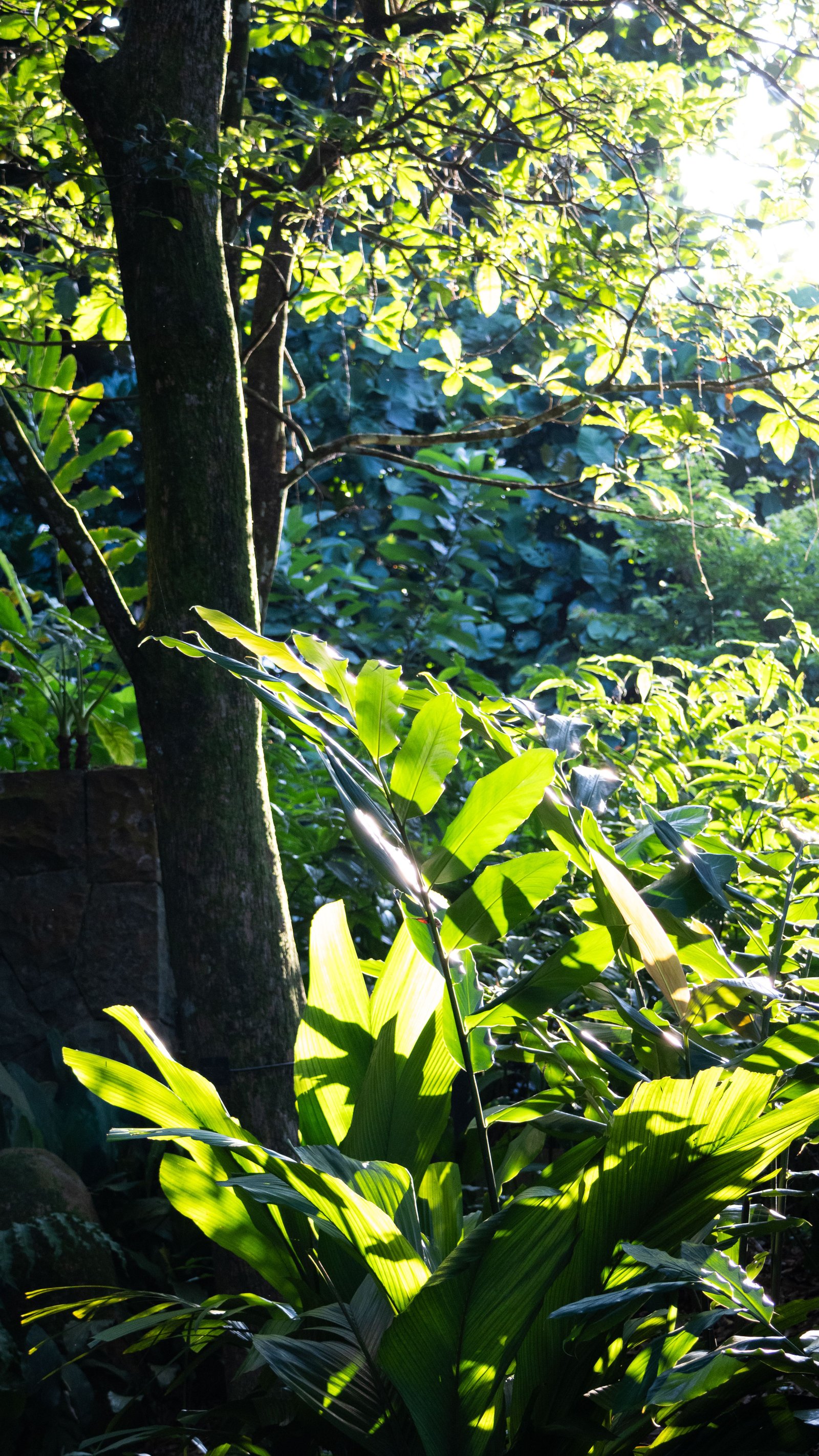 Plants That Help Create a Relaxing Atmosphere - supporting image 1