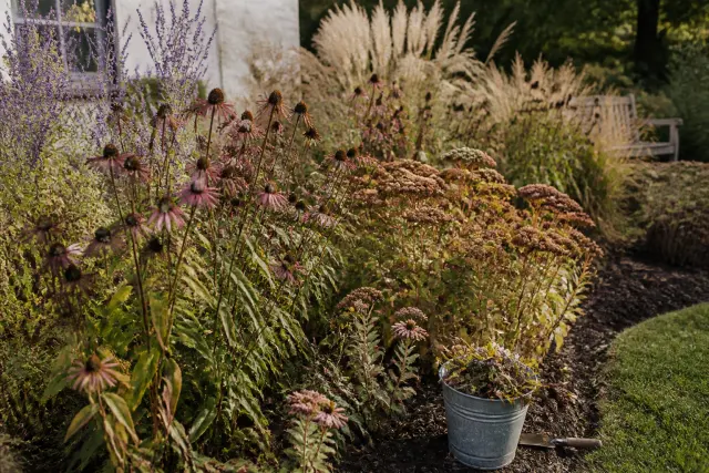Coneflower seed heads left in an autumn home garden border.