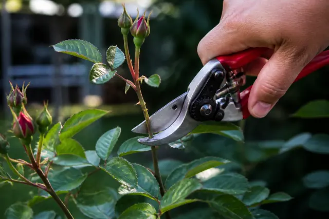 Bypass pruners cutting a spent rose stem above healthy leaves.