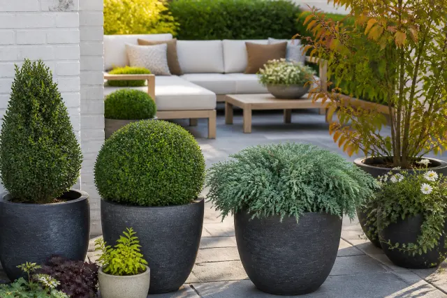 Compact evergreen shrubs growing in patio containers.