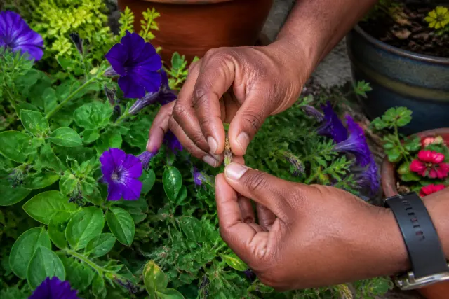 Hands removing a spent petunia bloom from a patio container.